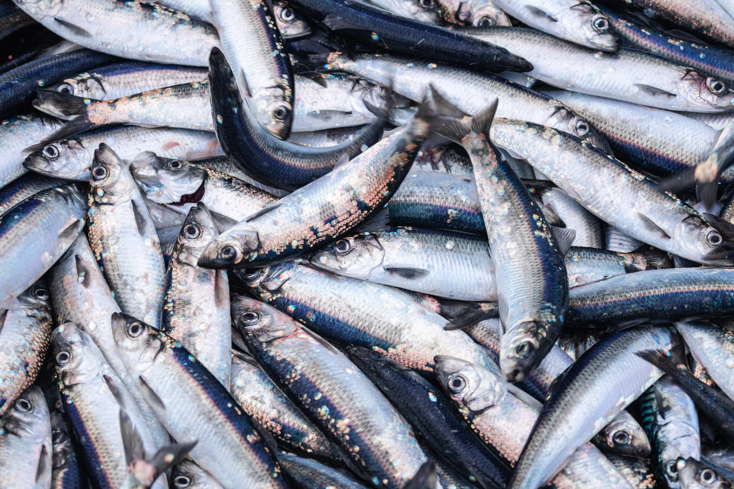 Grossesse : la consommation de poisson associée à moins d’hypertension