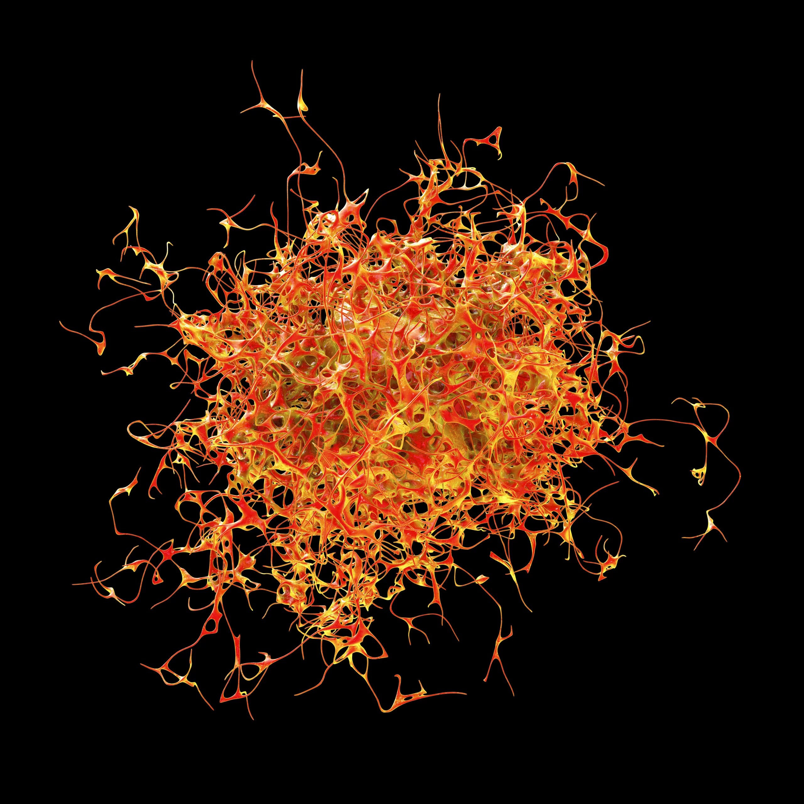 Un bêta-glucane de levure pour stimuler l’immunité antitumorale ?