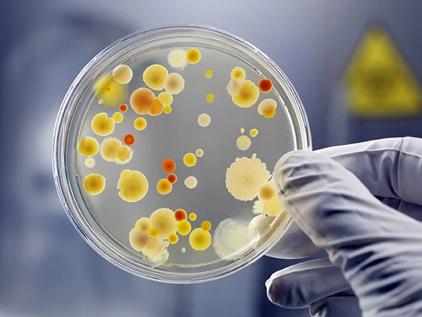 Microbiote intestinal : Patrice Cani distingué par le Prix Francqui-Collen