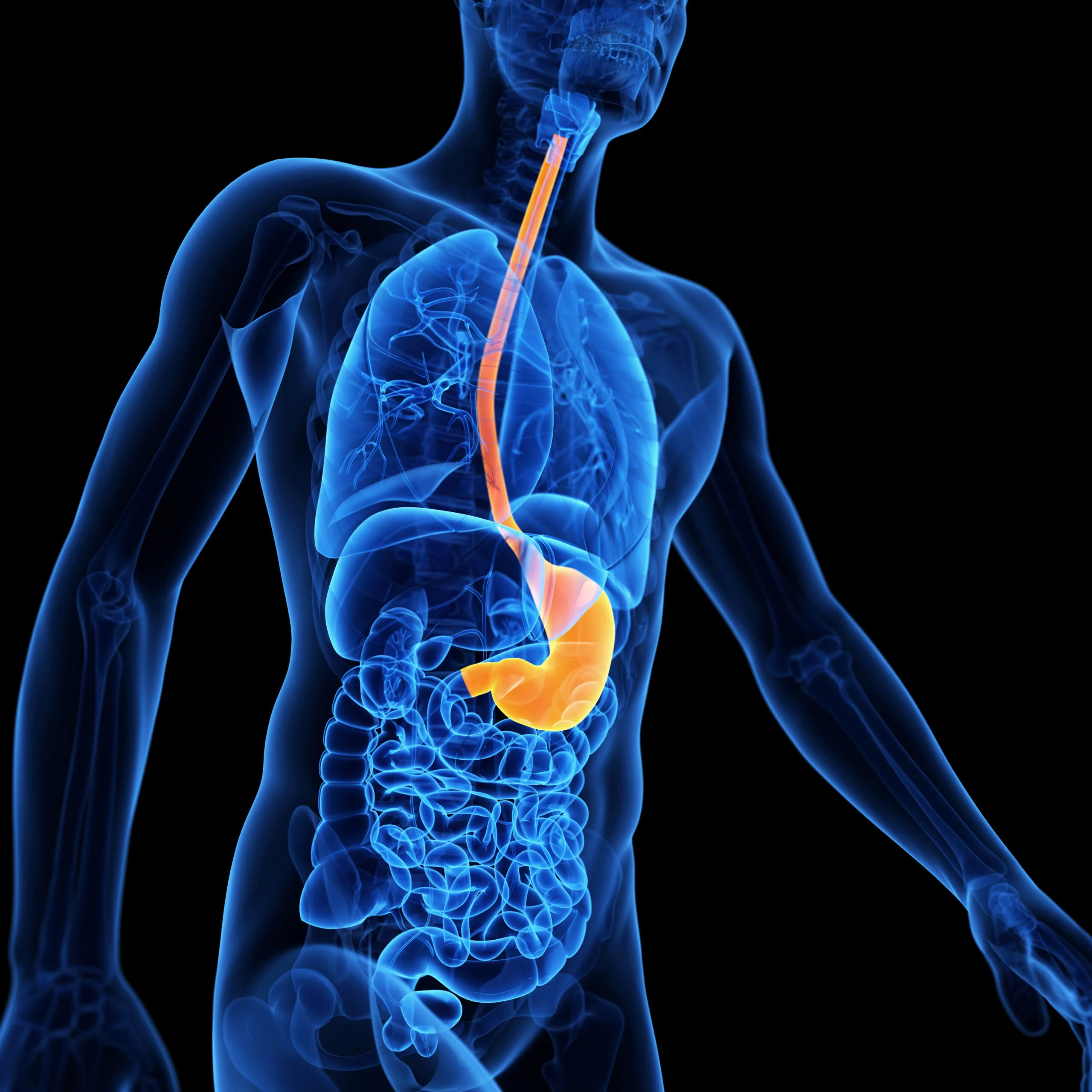 Cancer de l’œsophage : l’IA le repère sur un scanner sans contraste