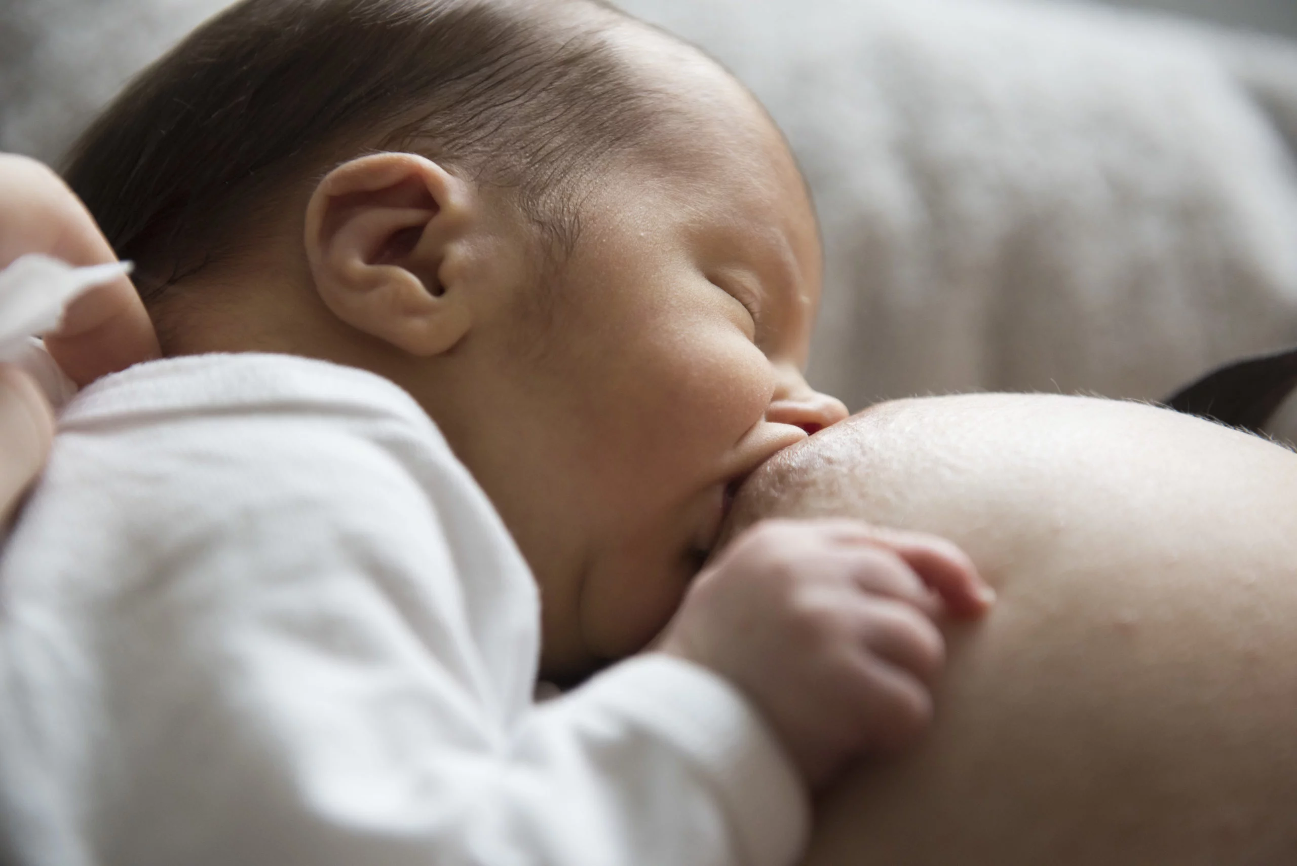 Mastite : des lactobacilles pour réduire le recours aux antibiotiques ?